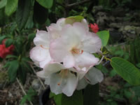 Rhododendron 'Manda Sue' have big Pearly White Flowers with Pink Scalloping