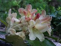 Truss of Peach Colored Flowers on a Rhododendron 'Nancy Evans'
