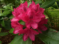 Rhododendron 'Nova Zembla' has Bright Red Flowers wiith Ruffled Edges