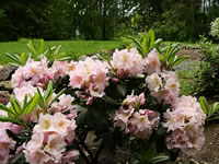 The Foliage of Rhododendron 'Olga Mezitt' turns a Mahogany Color in the Winter