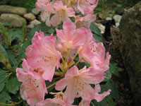 Rhododendron 'Percy Wiseman' has Peach Colored Flowers that Fade to White