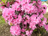 Rhododendron 'PJM Compacta' has Pink, lightly scented flowers