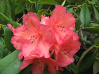 Rhododendron 'Polynesian Sunset' shows its intensley colored flowers in late spring