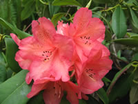 Rhododendron 'Polynesian Sunset' shows its intensley colored flowers in late spring Rhododendron 'Polynesian Sunset' shows its intensley colored flowers in late spring