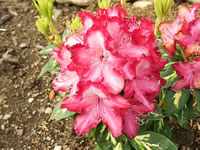 Rhododendron 'President Roosevelt' has boldly variegated foliage and bright red flowers