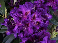 Rhododendron 'Purple Splendour'