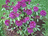 Rhododendron 'Purple Splendour' has dark purple flowers in late spring