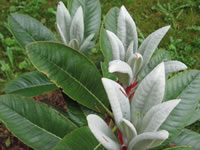 Rhododendron rex has leaves that grow to 14 inches
