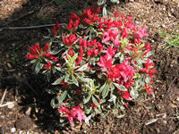 Azalea 'Silver Sword' has Variegated, Silvery Green Foliage and Pink Flowers