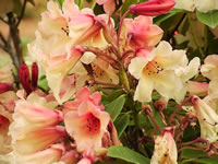 The flowers of a Rhododendron 'Unique' turn colors as they age