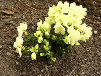 Rhododendron 'Wren' is a miniature Rhododendron with maximum flowers