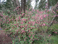 A Red Flowering Currant Blooming in the Garden