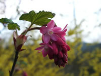 The Flower Cluster of a Red Flowering Currant, Ribes sanguineum
