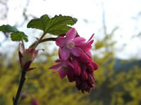 Red Flowering Currant