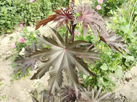 The Foliage of a Castor Bean Plant