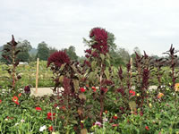 A Field of Castor Bean Plants in Bloom