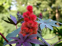 Ricinus, Castor Bean Flowers and Seed Pods