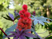 Ricinus communis