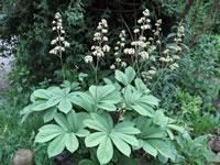 A Fingerleaf Rodgersia Growing in the Garden A Fingerleaf Rodgersia Growing in the Garden