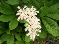 The Flowers and Foliage of a Rodgersia Aesculifolia Plant