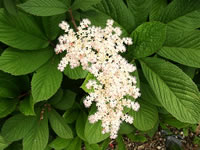 Rodgersia aesculifolia