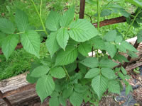 A Raspberry Plant Growing in the Garden
