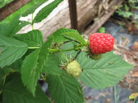 The Fruit of the Raspberry Plant, Rubus idaeus