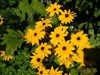 Photograph of a Black Eyed Susan plant in bloom