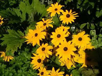 The Flowers and Foliage of a Black Eyed Susan Plant, Rudbeckia hirta