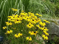 A Black Eyed Susan Plant Blooming in the Garden