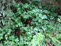 Ruffled Leaf Ivy Plant Growing in the Garden