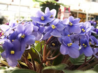 An African Violet in Bloom, Saintpaulia ionantha