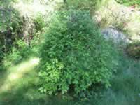 A Weeping Pussy Willow Tree in the Garden, Salix caprea