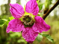 A Close Up View of a Salmon Berry Flower