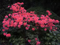 Deep Salmon Colored Exbury Azalea