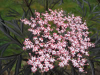 Cluster of Flowers on a Black Lace Sambucus Plant
