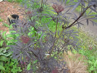 Lacy, Serrated Foliage of a European Elder plant, Sambucus nigra