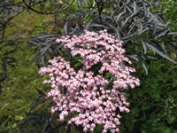 The flowers and foliage of a Sambucus nigra plant