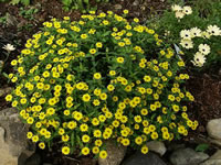 A Creeping Zinnia Plant in Bloom, Sanvitalia procumbens