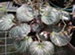 A Strawberry Begonia Plant, Saxifraga stolonifera