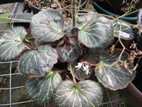 A Strawberry Begonia Plant with Tiny White Flowers A Strawberry Begonia Plant with Tiny White Flowers