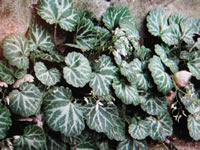 Strawberry Begonia Plants, Saxifraga stolonifera