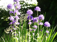 A Pincushion Flower Plant Blooming in the Garden
