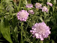 Pink Pincushion Flowers, Scabiosa columbaria