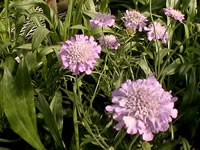 Scabiosa columbaria