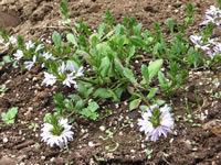 A Diamond Fan Flower Plant, Scaevola amuela 'Diamond'