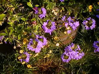 A Fanflower Plant in Bloom, Scaevola amuela