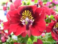 A Red Butterfly Flower, Schizanthus wisetonensis A Red Butterfly Flower, Schizanthus wisetonensis
