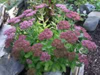 A Sedum 'Autumn Joy' Blooming in the Garden, Sedum telephium A Sedum 'Autumn Joy' Blooming in the Garden, Sedum telephium