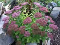 A Sedum 'Autumn Joy' Blooming in the Garden, Sedum telephium